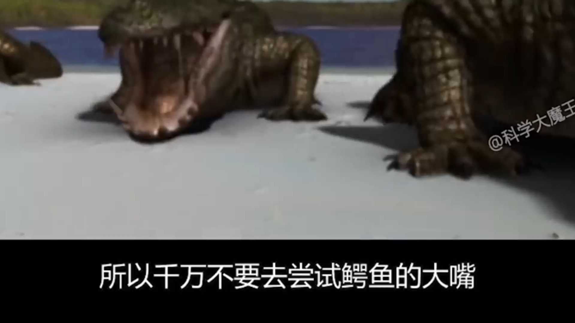 5亿年前万鳄之祖,生活在南极的鳄鱼祖先咬合力比老虎还强
