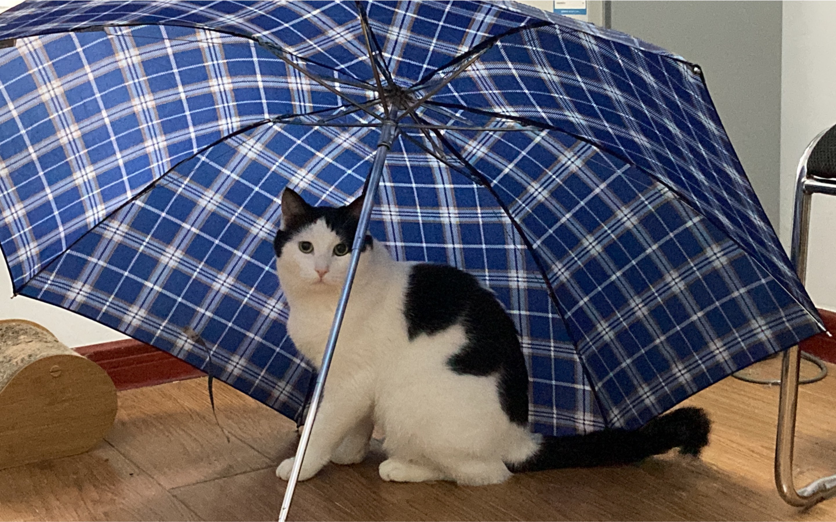 猫咪,它居然爱打雨伞