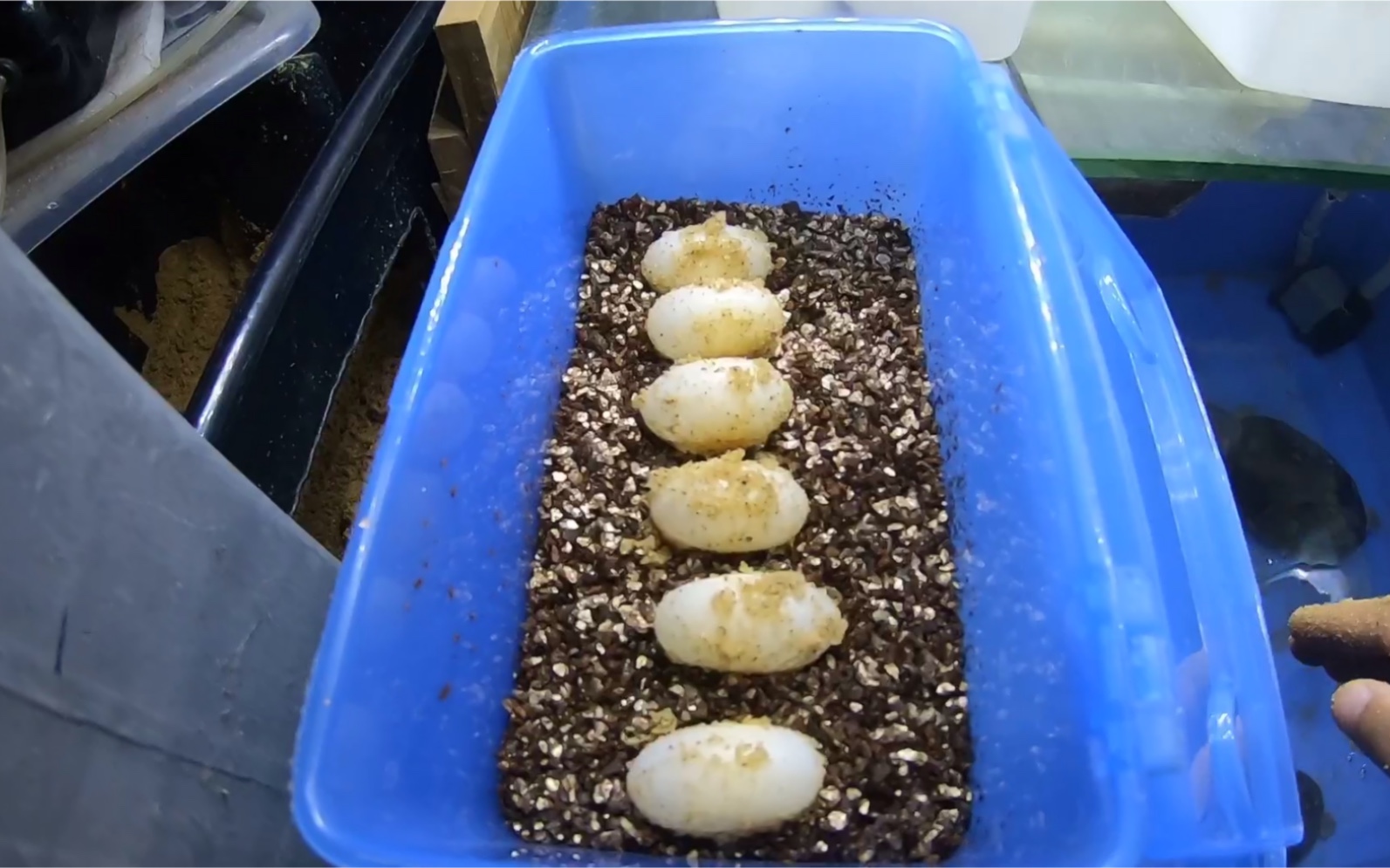 分享挖蛋的快乐剃刀龟一窝六个蛋