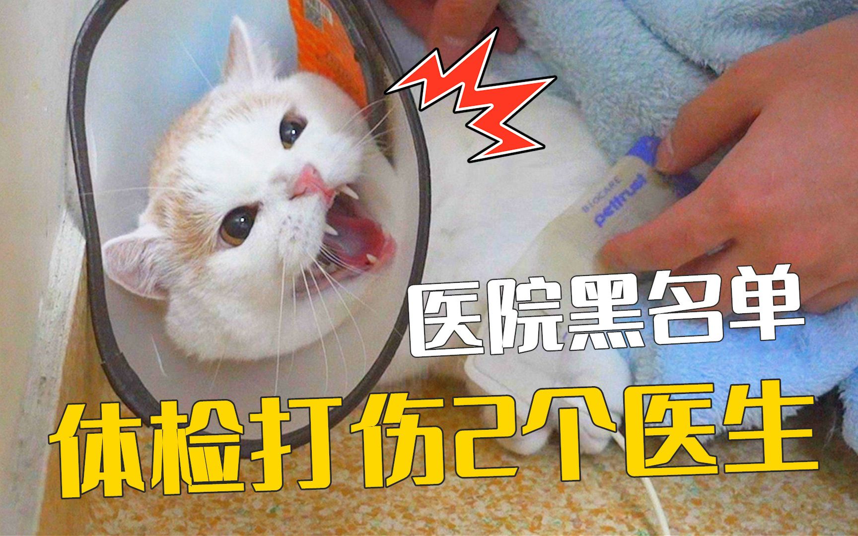 这大概是宠物医院最怕遇到的猫了吧！