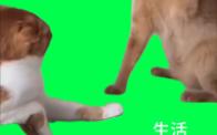 【猫猫】一只猫打另外一只哔哩哔哩bilibili