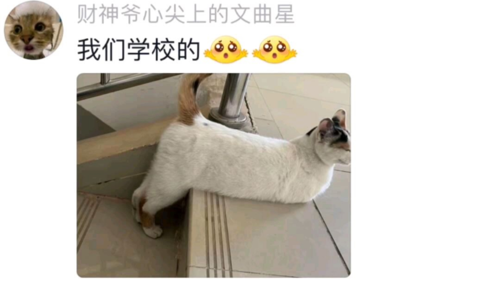 一张图证明校园里的猫猫养的多好𐟤㥓”哩哔哩bilibili