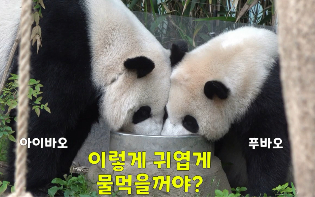 大熊猫福宝华妮baogirls喝水吃播营业220522