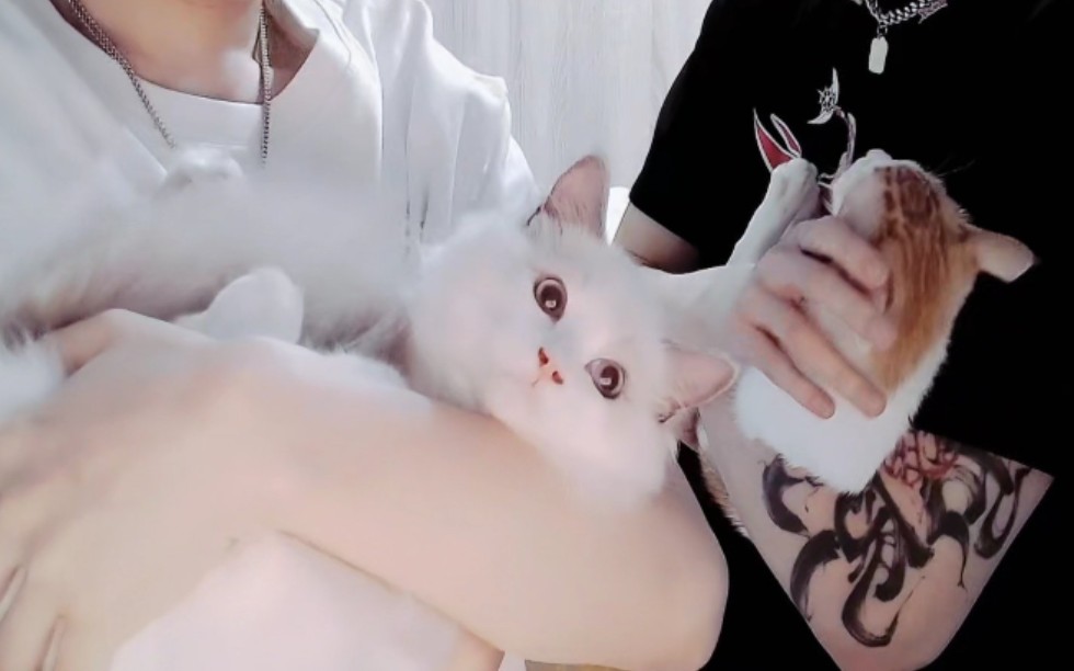 【小精灵real】20210703官宣巡演嘉宾 帅气新概念下播失败