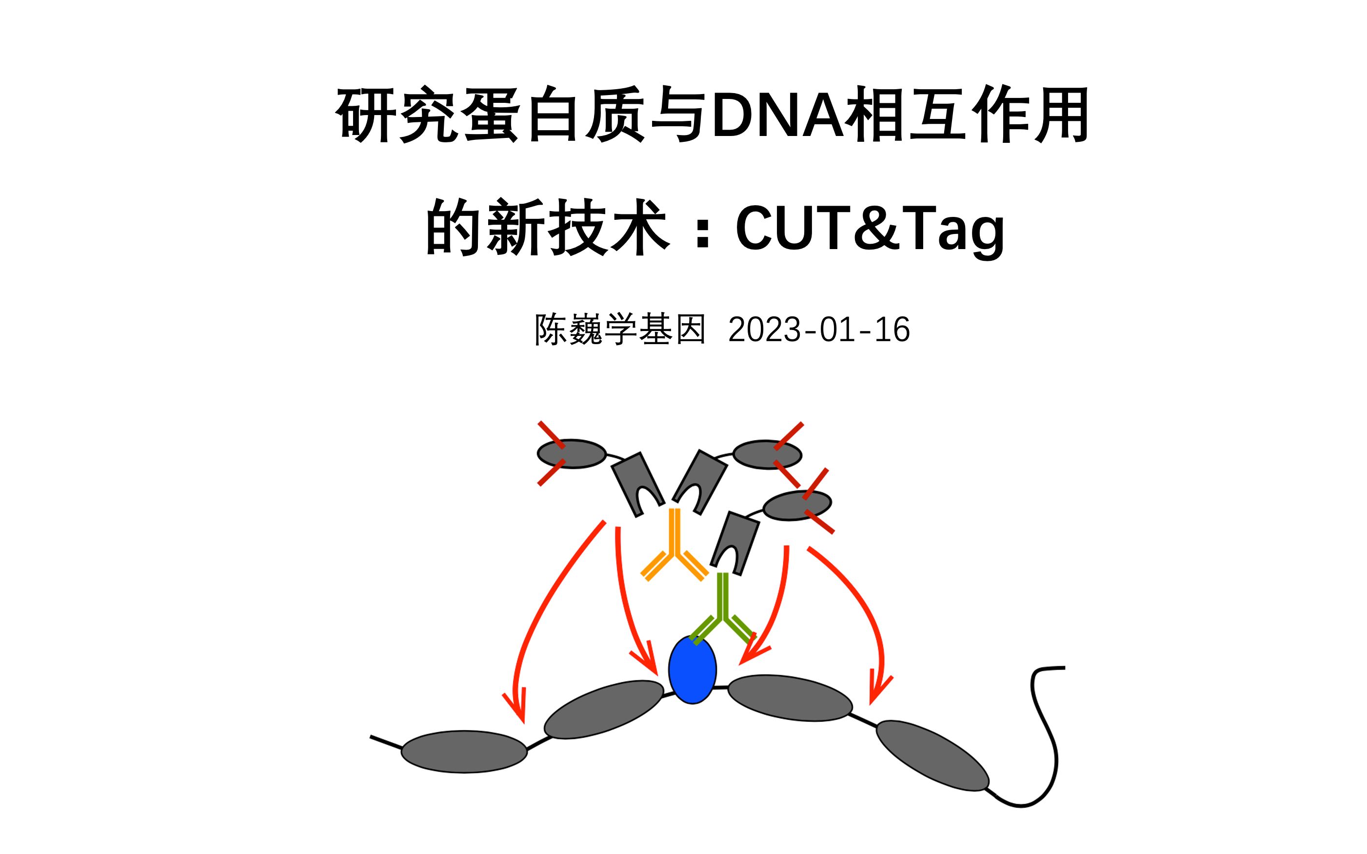 [图]【陈巍学基因】研究蛋白质与DNA相互作用的新技术：CUT&Tag