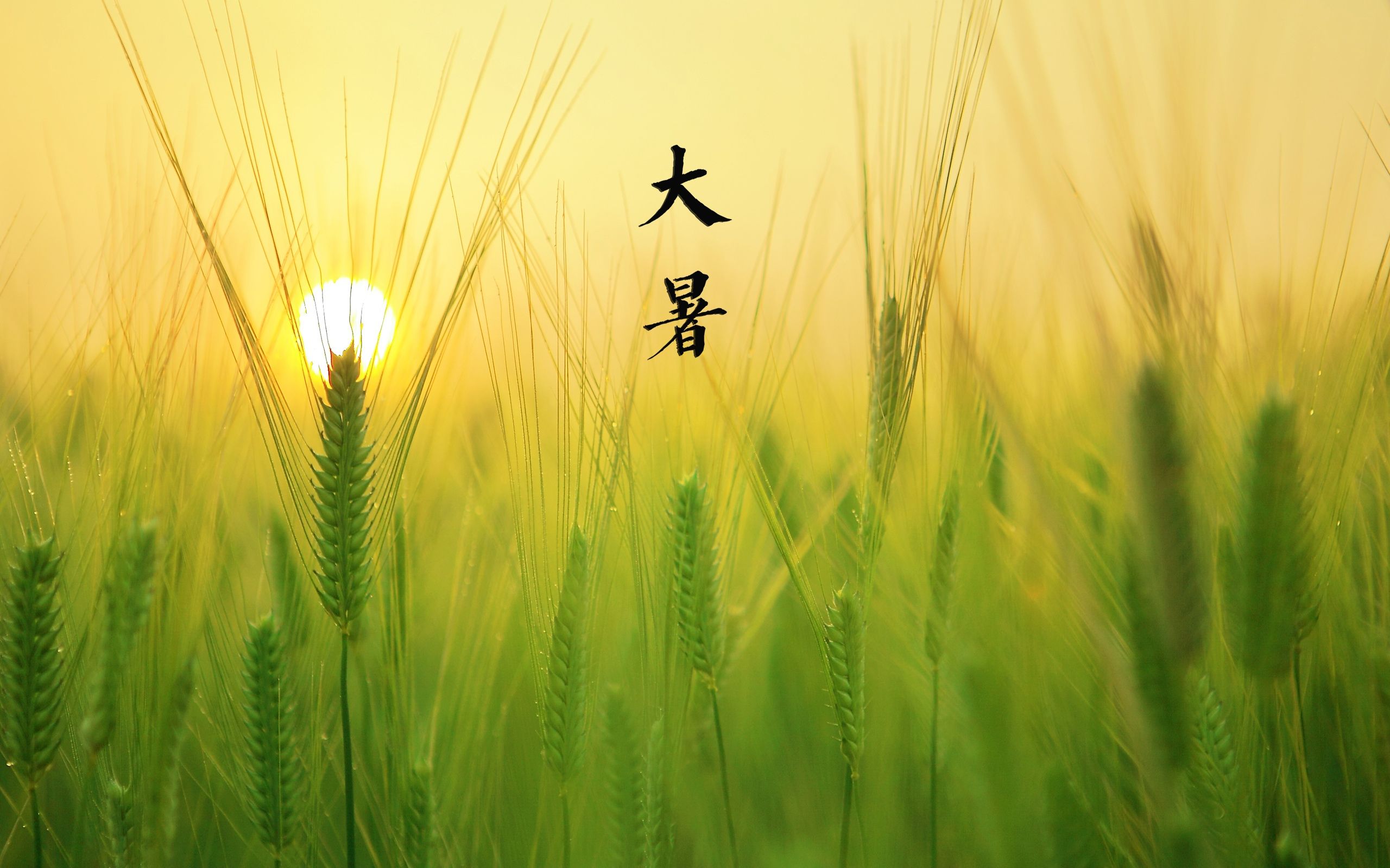 二十四节气之大暑