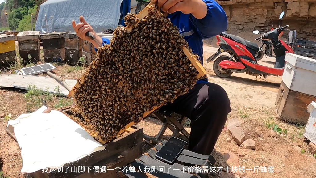 小山村的独居日常,忙完春耕,山下小河游个泳,买点纯正荆花蜜哔哩哔哩bilibili