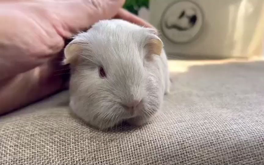 丁香色豚鼠也叫荷兰猪