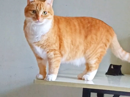 标准的中华田园猫橘猫