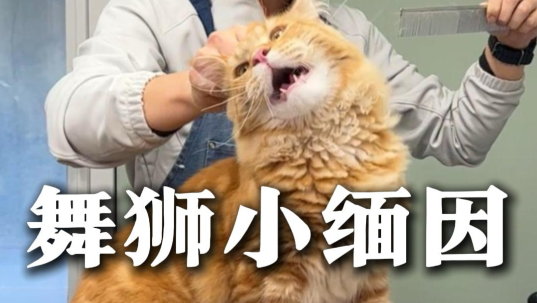 这小家伙是真精神啊