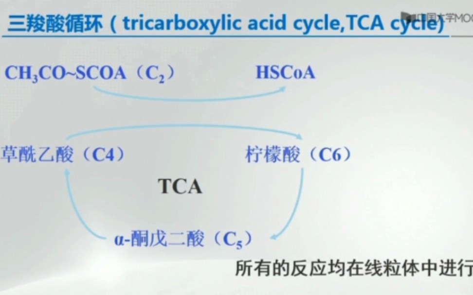三羧酸循环哔哩哔哩bilibili