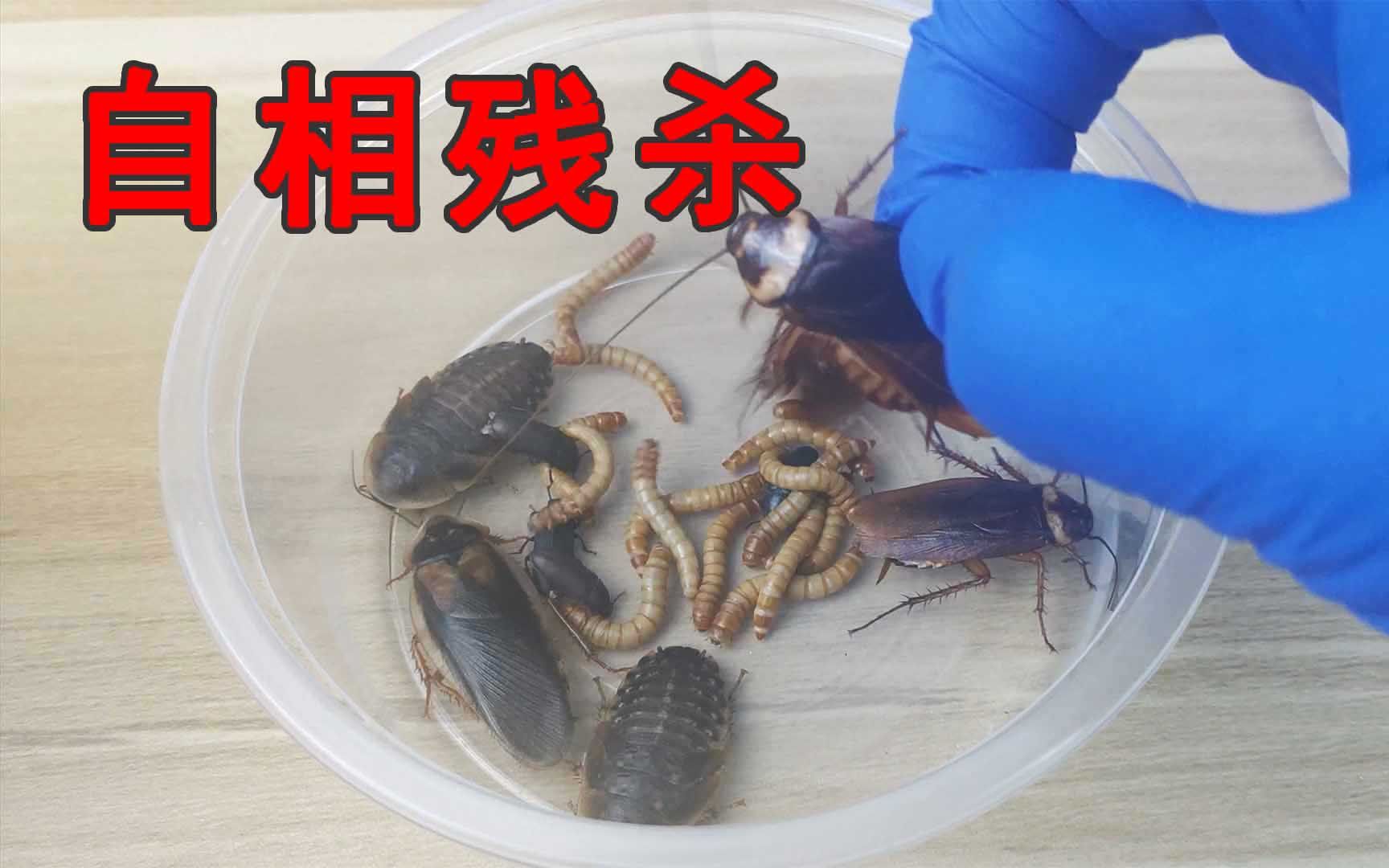 结果让真吃惊!把面包虫和蟑螂放一起自相残杀,谁能存活到最后?