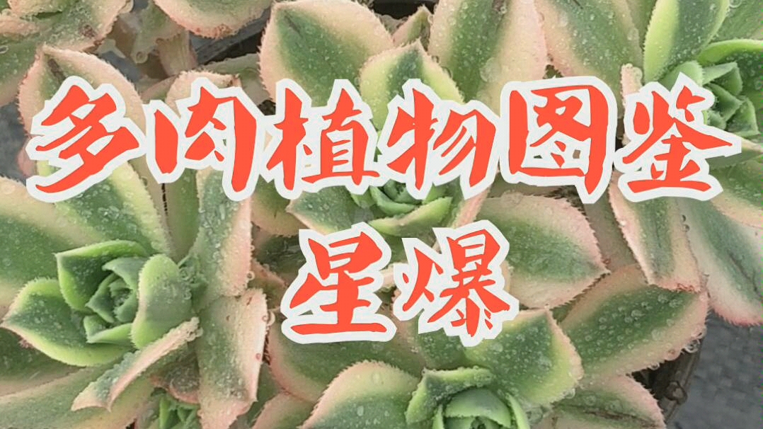 [图]多肉植物图鉴-星爆