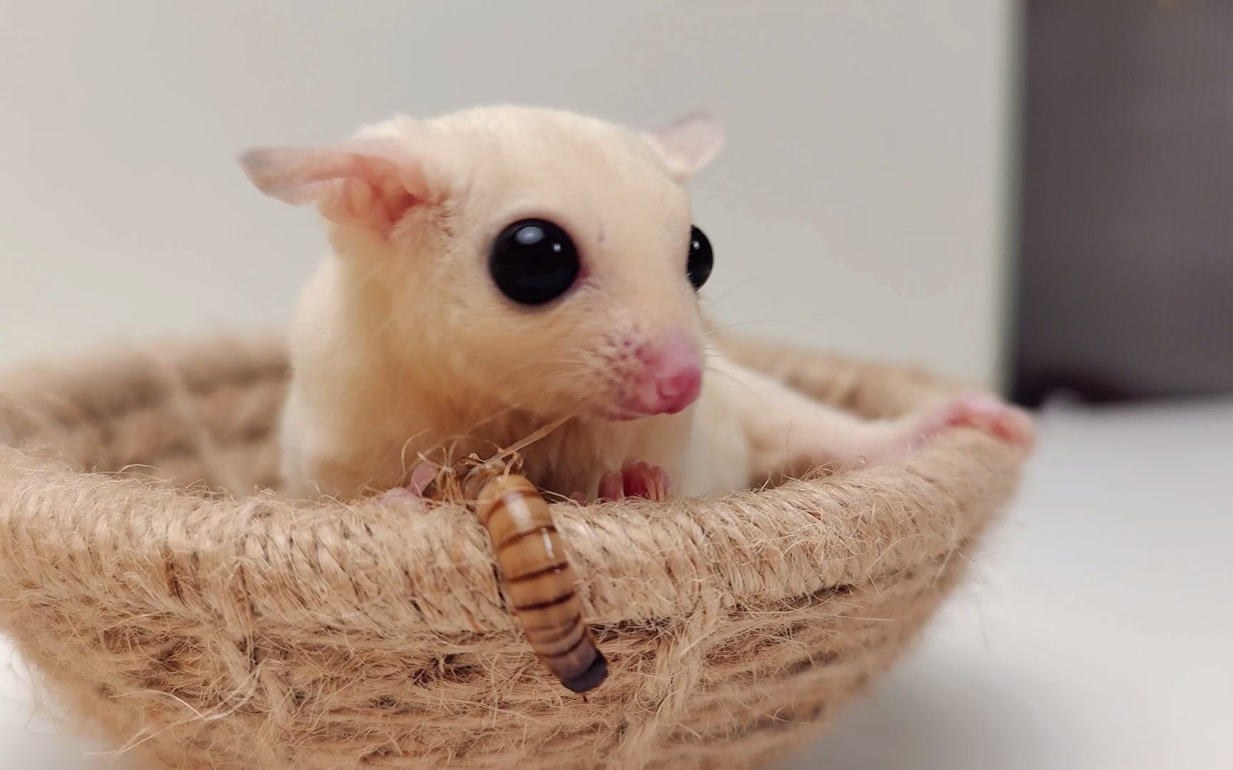 萌宠纯享系列蜜袋鼯是怎么把面包虫玩弄在手掌中的