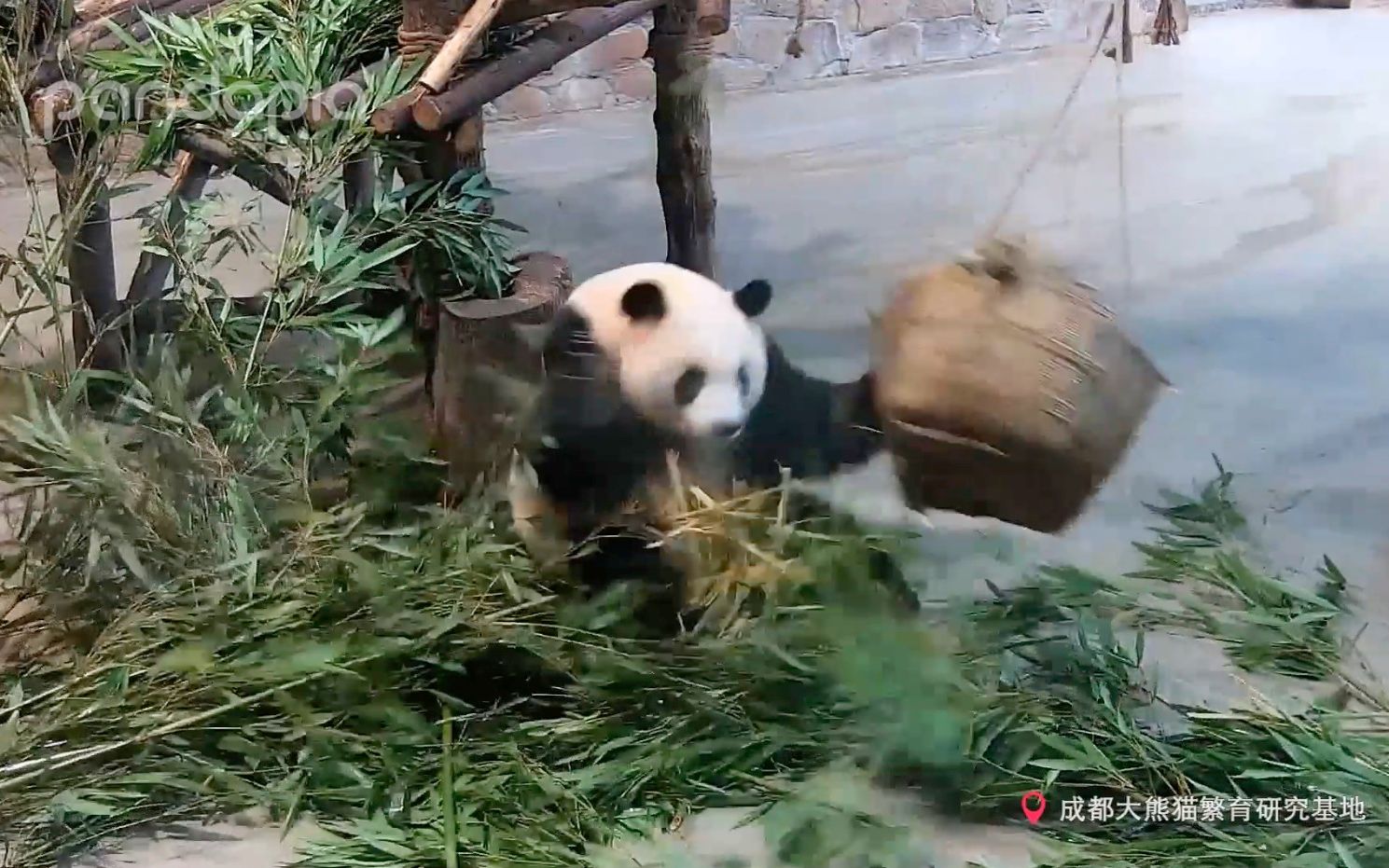 正在吃饭竹筐突然弹过来把大熊猫迎迎吓坏了