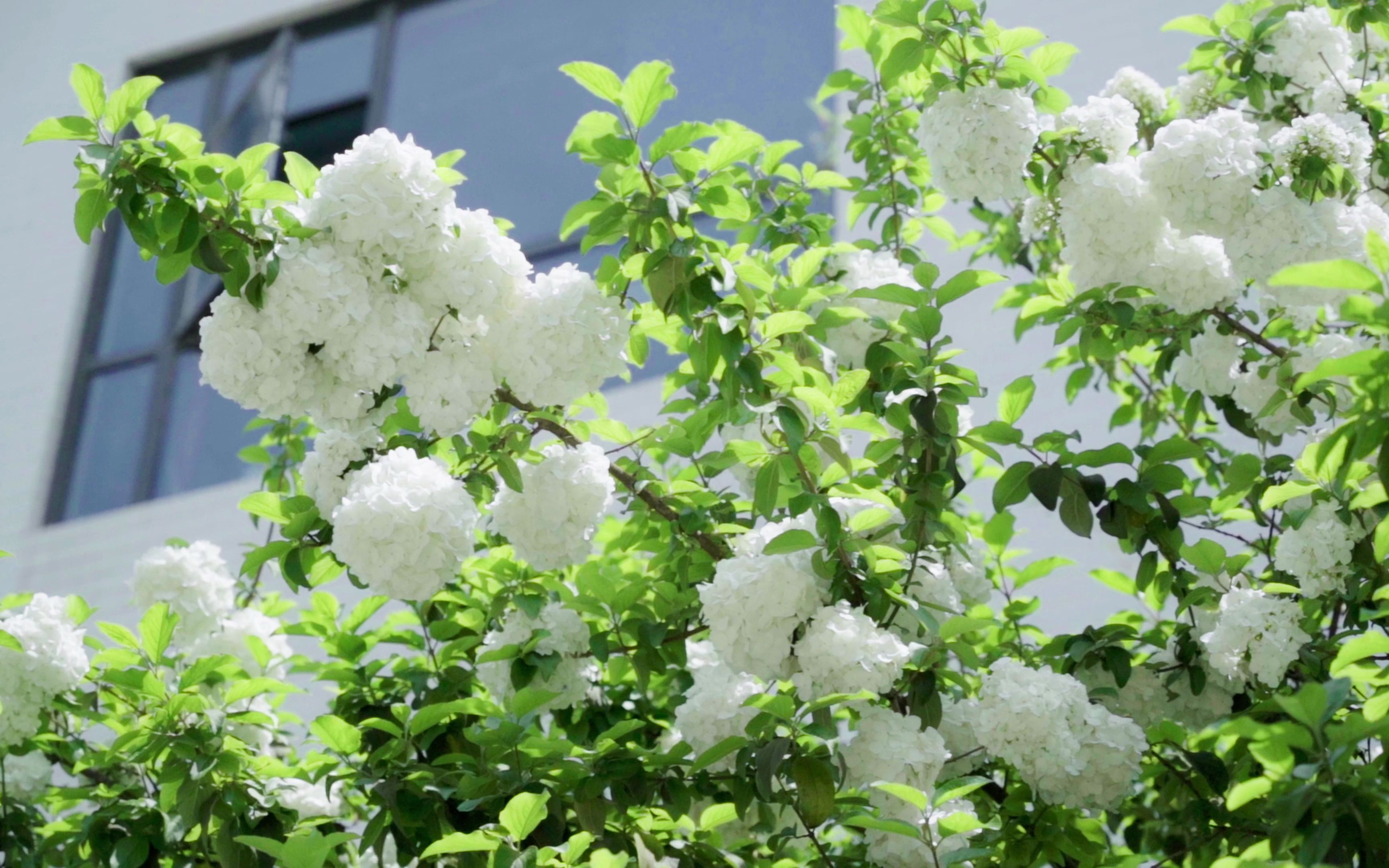 随拍4k木绣球索尼a7c搭配适马2470slog3