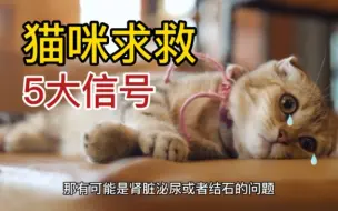 Download Video: 养猫人必须知道的5⃣大求救信号