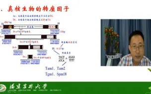 基因突变-转座因子-真核生物的转座因子-茶创2021级