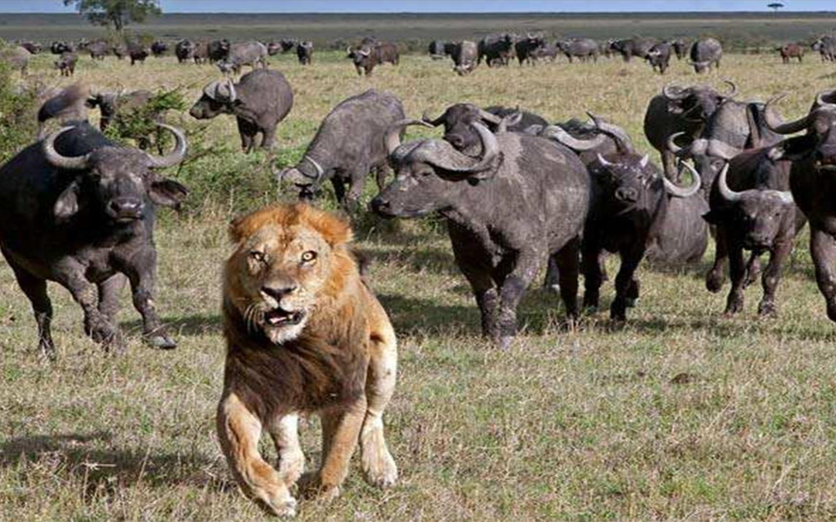 狮子捕猎水牛群,却被群起反攻,狮子落荒而逃