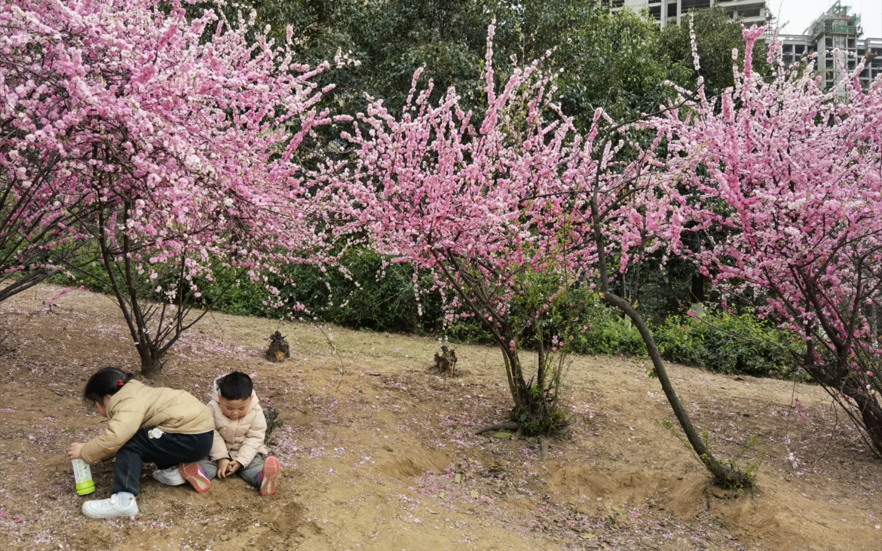 春日赏花季(背景音乐:周杰伦花海)哔哩哔哩bilibili