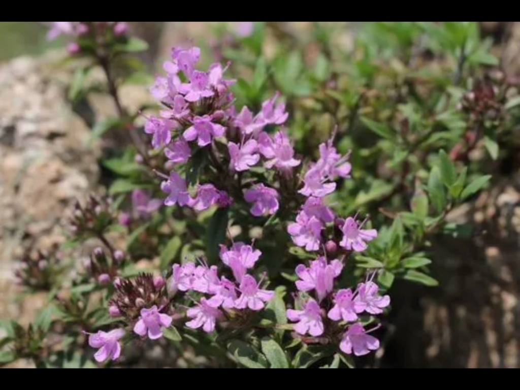 百里香花期图片