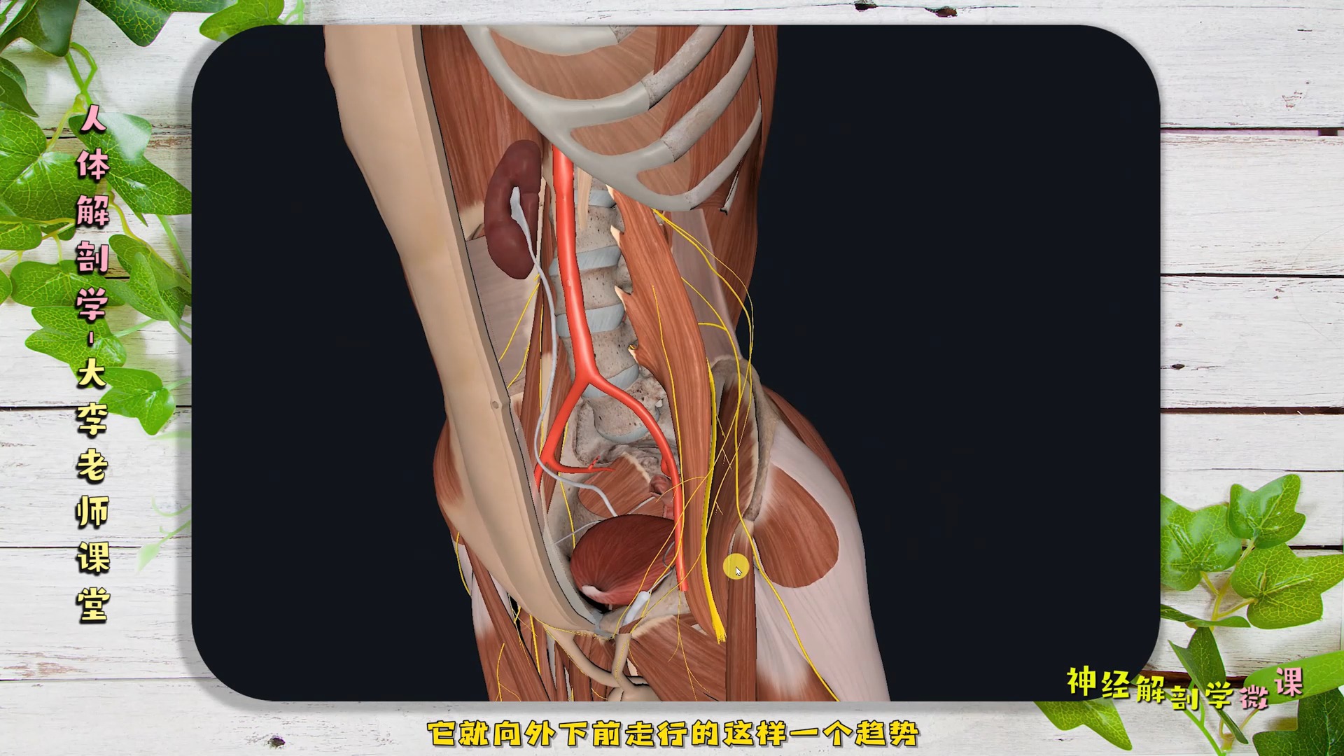 第102集 腰丛的位置和组成 【3D人体解剖微课合集】226集,入课地址在评论区置顶贴哔哩哔哩bilibili