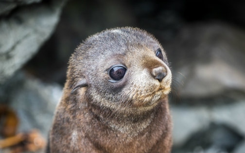 【国家地理】海狗宝宝求生之路【双语字幕】【720p】
