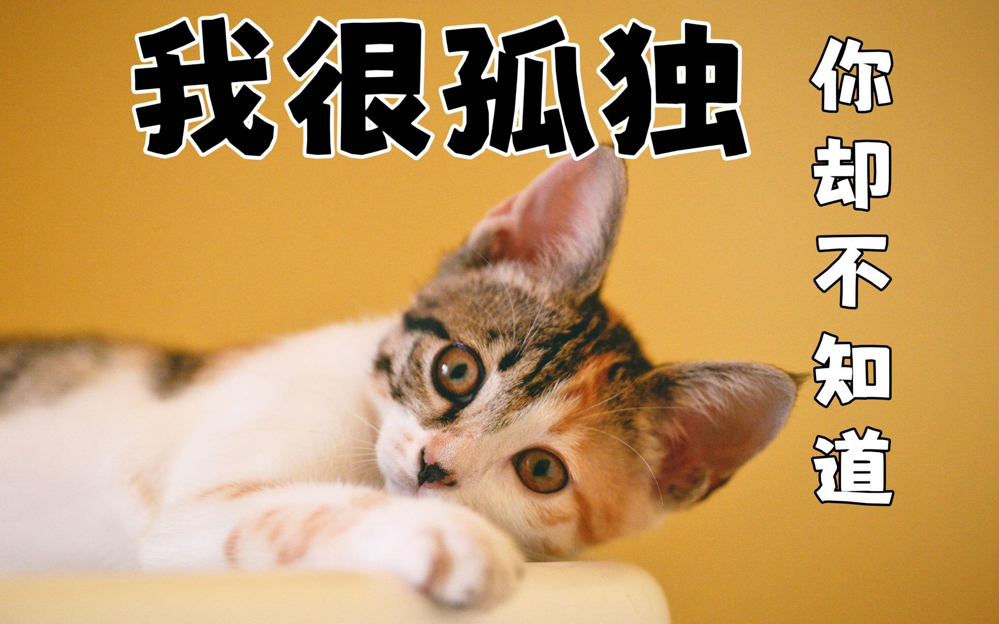 猫咪孤独的六大表现哔哩哔哩bilibili