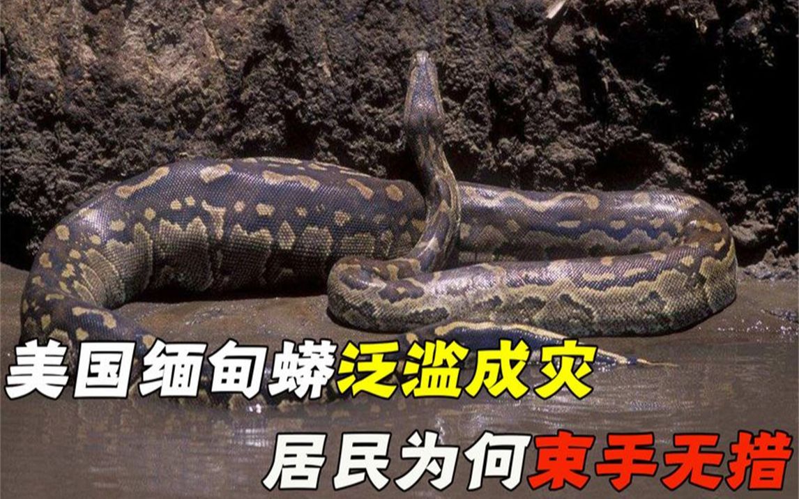 美国又遭生物入侵,占山为王疯狂繁殖,缅甸蟒为何如此嚣张?