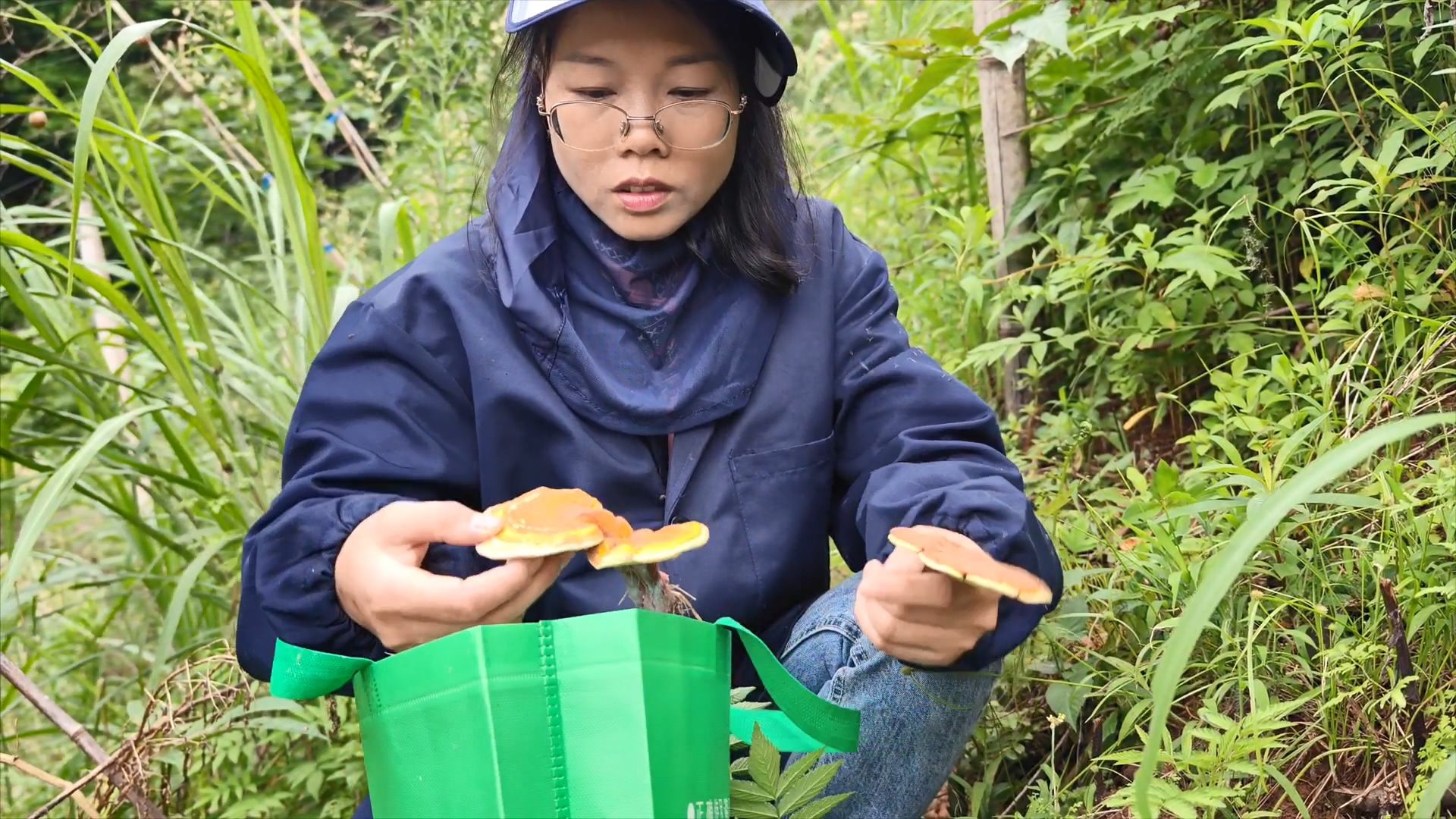 赤红灵芝开始长了,三嫂上山还真有收获,随手摘一把野菜又得一餐哔哩哔哩bilibili