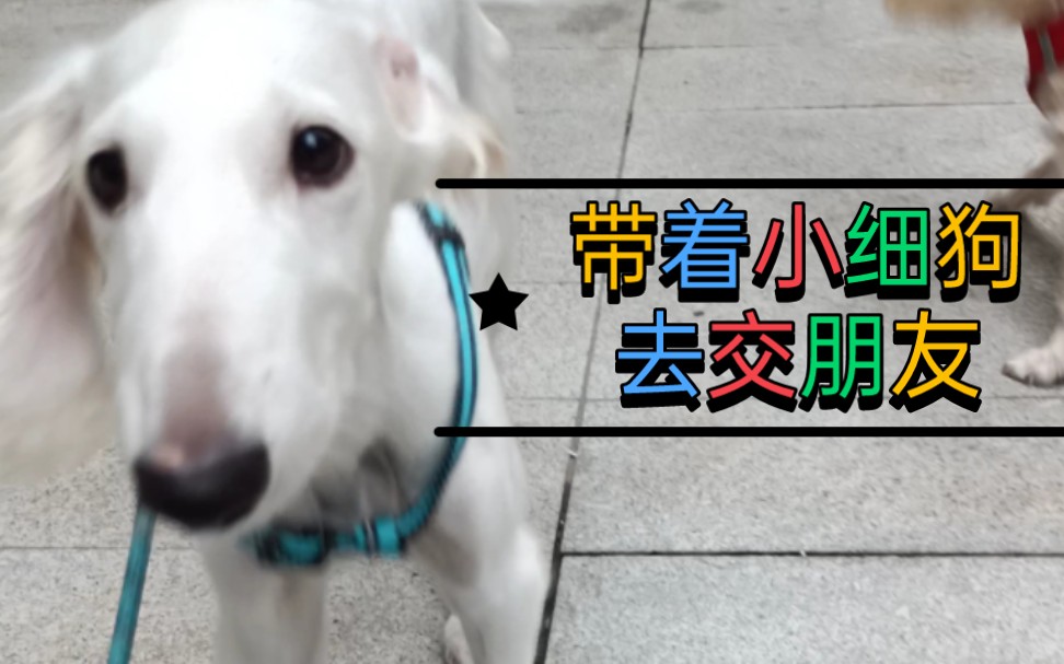 【中华细犬】当三个月的小细犬出门交朋友哔哩哔哩bilibili