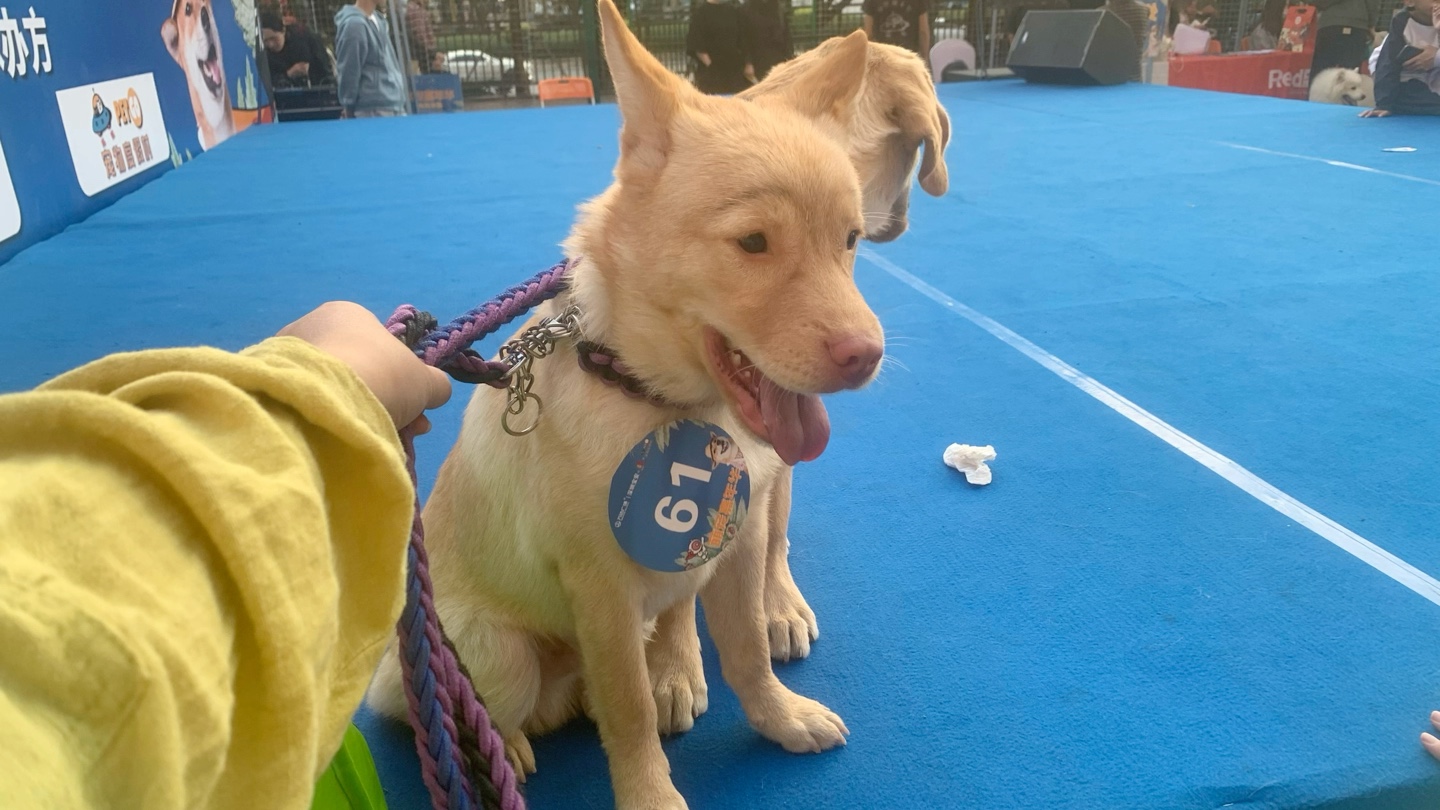 有人问我它是不是梅尼耶