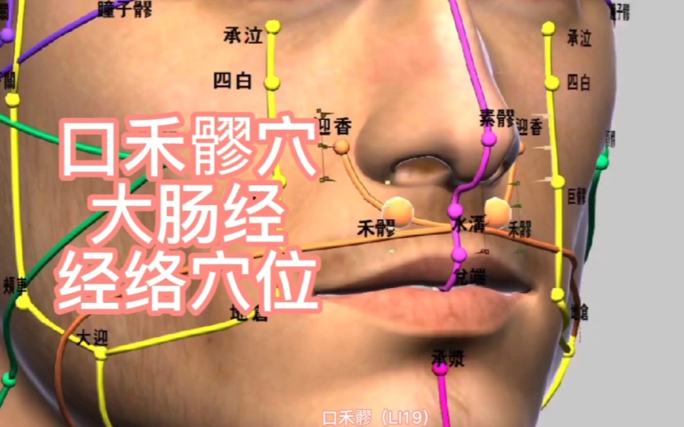 口禾髎穴大肠经经络穴位哔哩哔哩bilibili