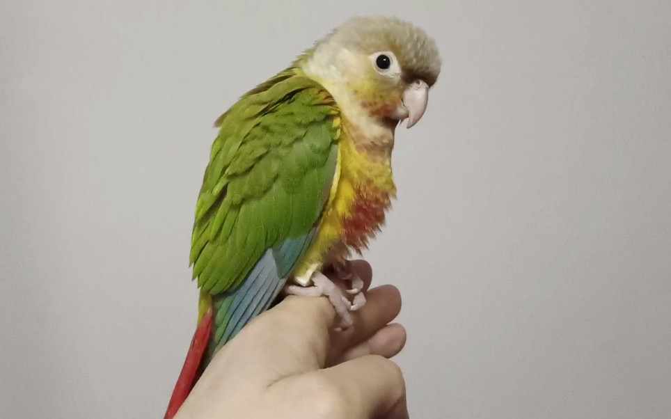 小太阳鹦鹉亲人程度真是一流的喜欢黏着人新手都可以养的很好