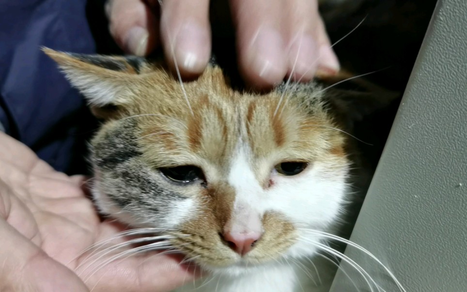 活动  怒搓猫猫头