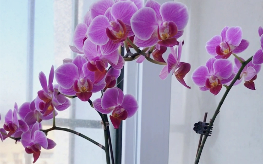 蝴蝶兰之第三名