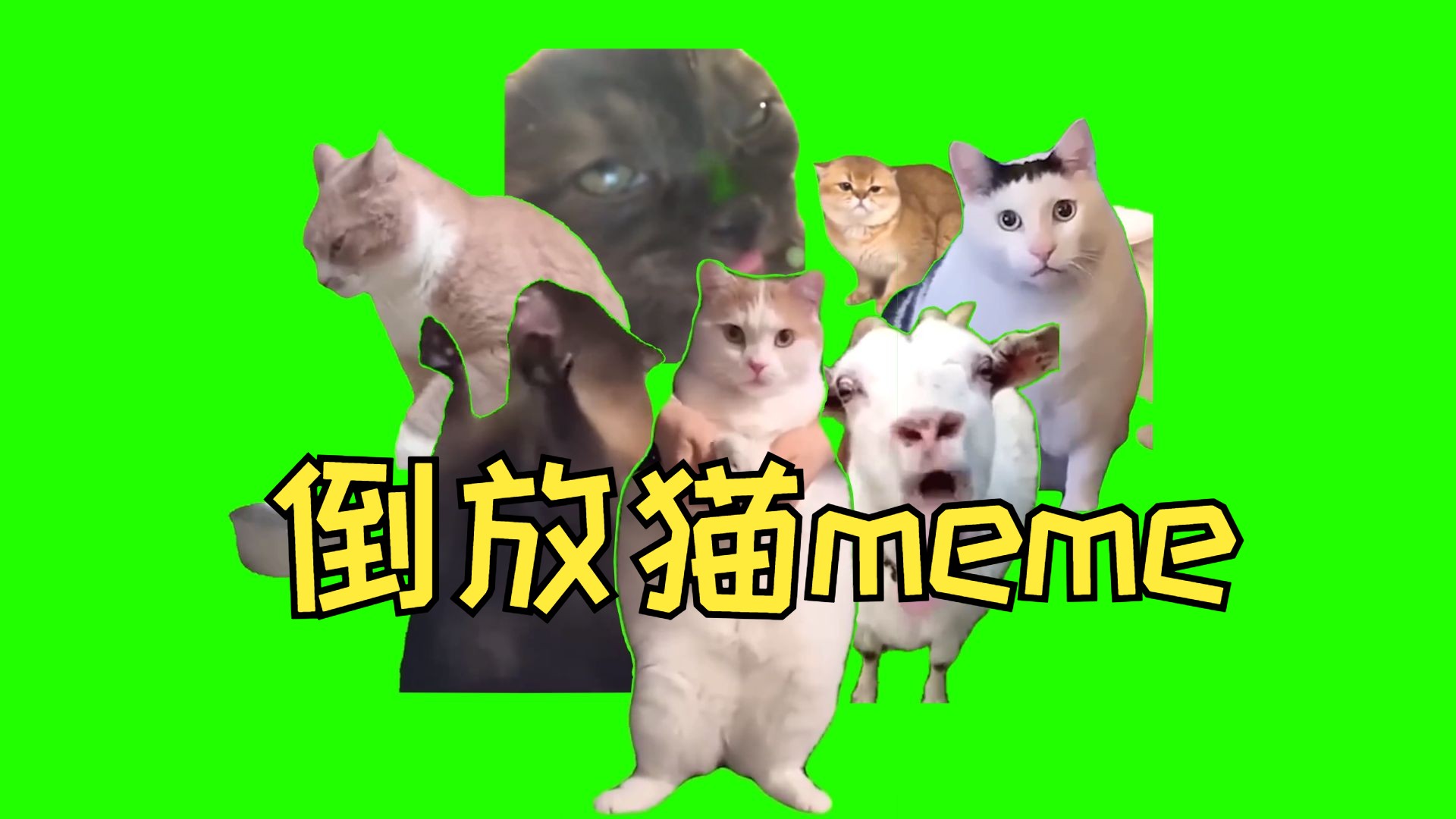 倒放猫meme素材(自选) | 猫meme哔哩哔哩bilibili