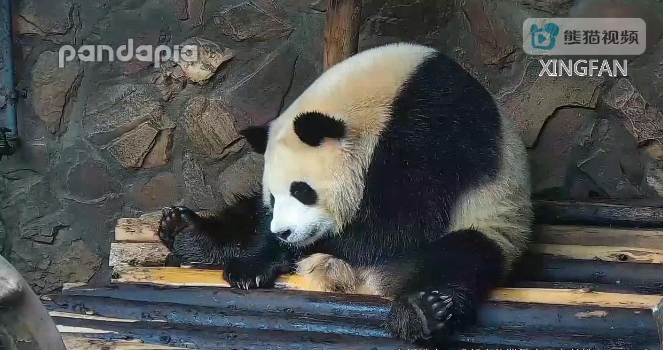 [图]【大熊猫星繁】繁妹妹和那些胖姐姐不一样，繁妹妹是小仙女