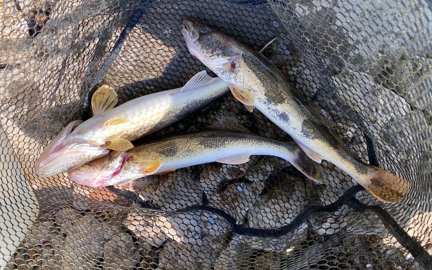 北美春季路亚解锁sauger [玻璃梭鲈]