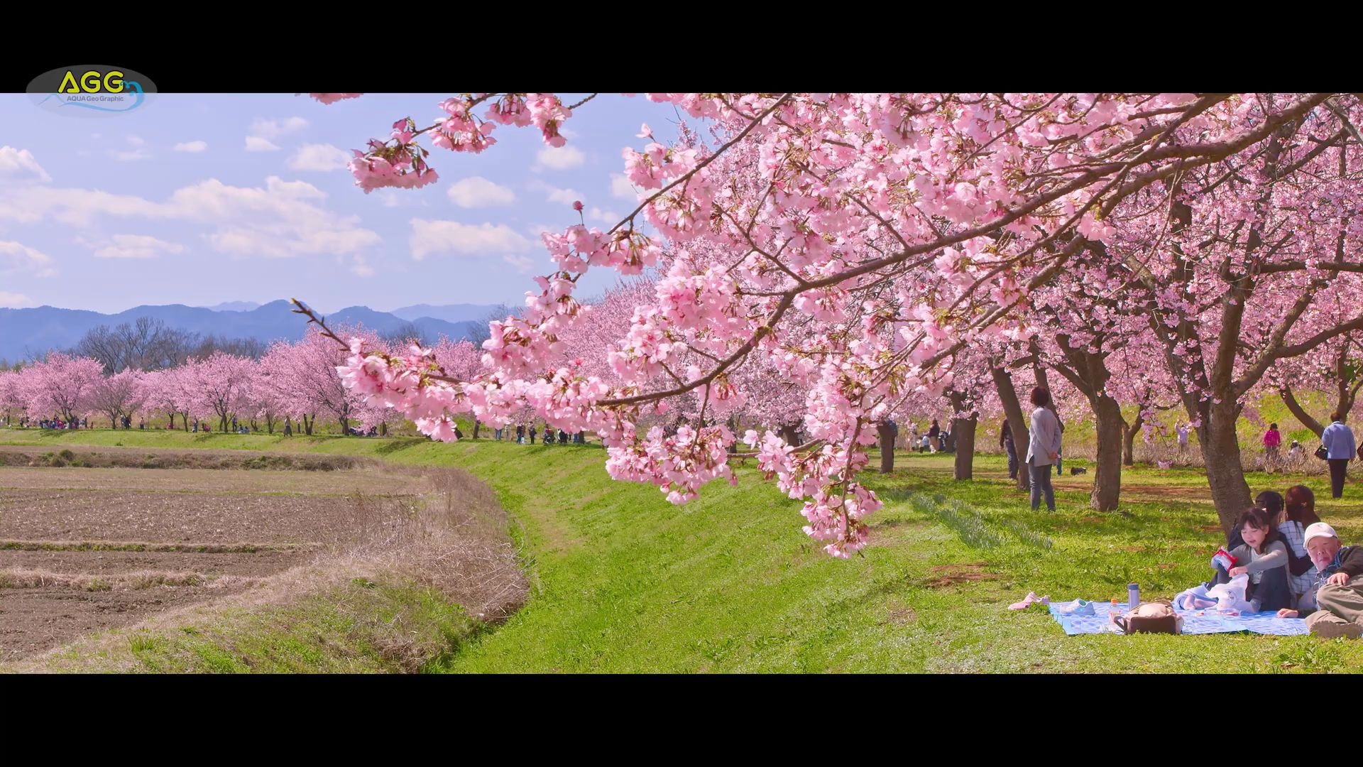 埼玉坂戸市 叹为观止的一排粉红色樱花树