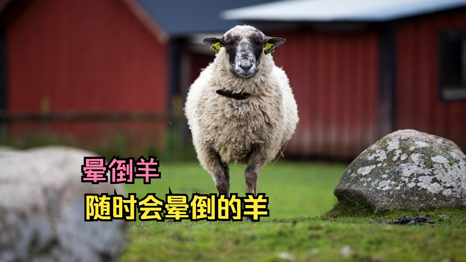 一只随时随地都会晕倒的羊,晕倒羊!每周至少晕25次