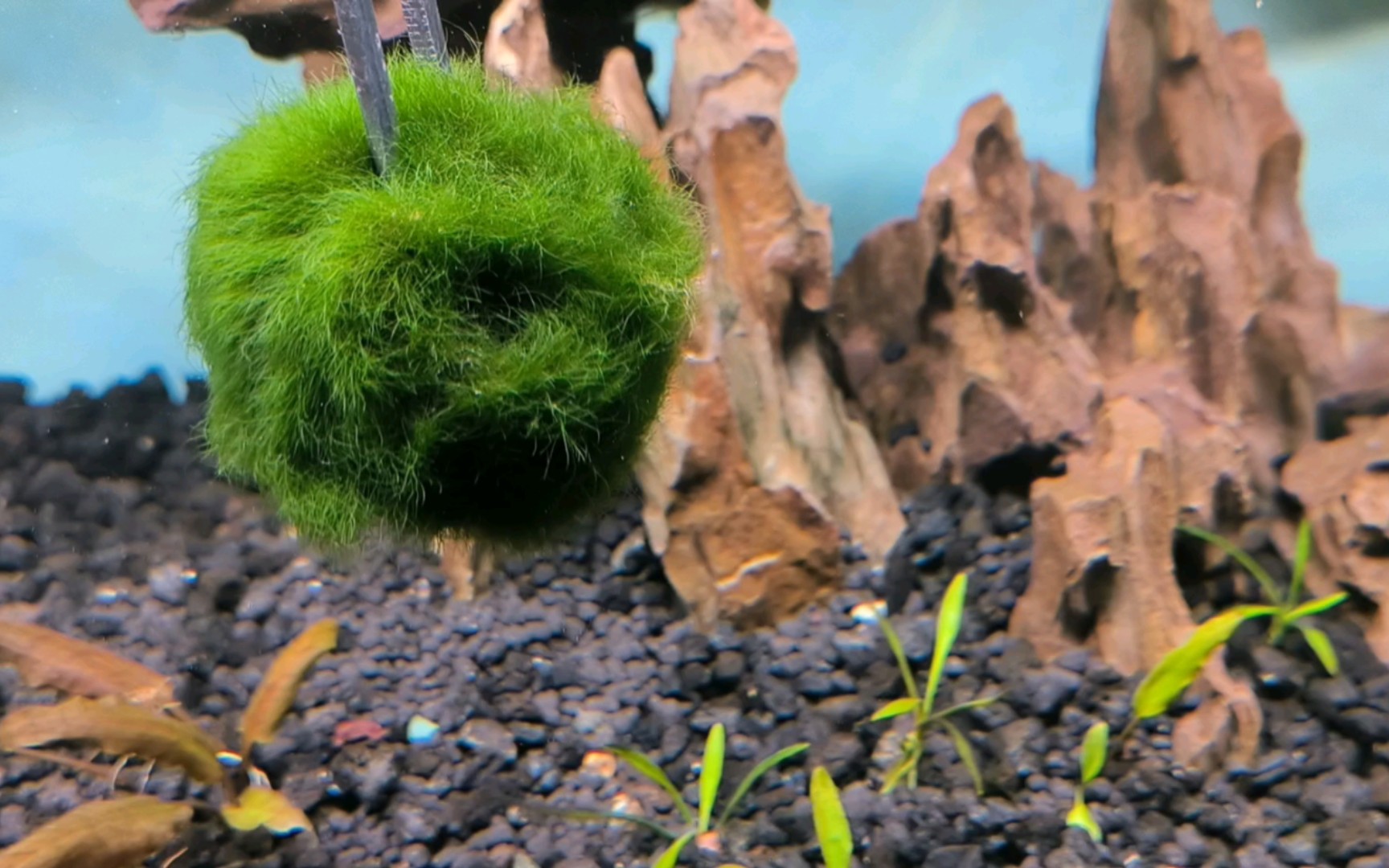 养了2年多的假海藻球 (不会长大,不会冒泡,不会发黄)已经被烧