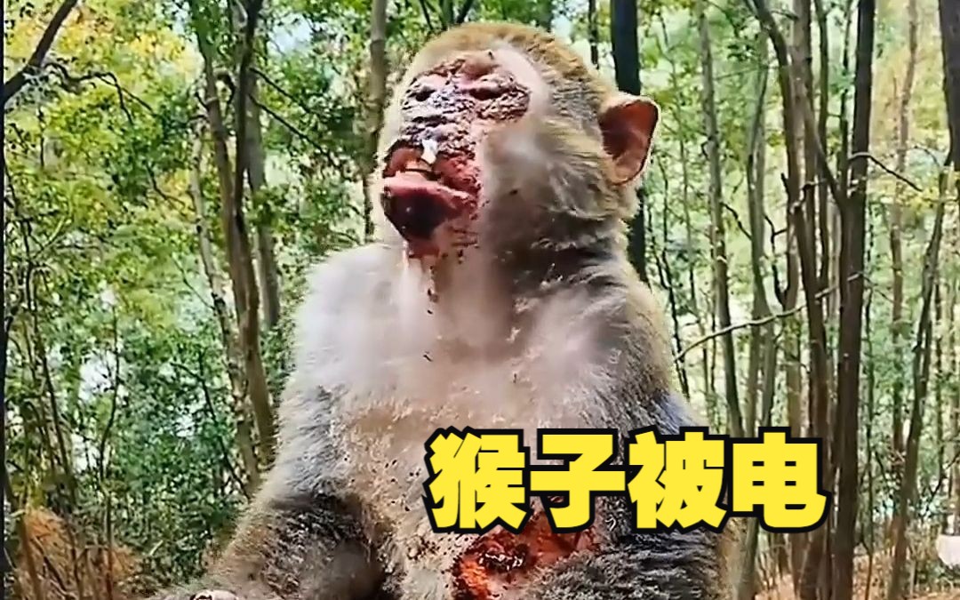 [图]猴子被电大合集！