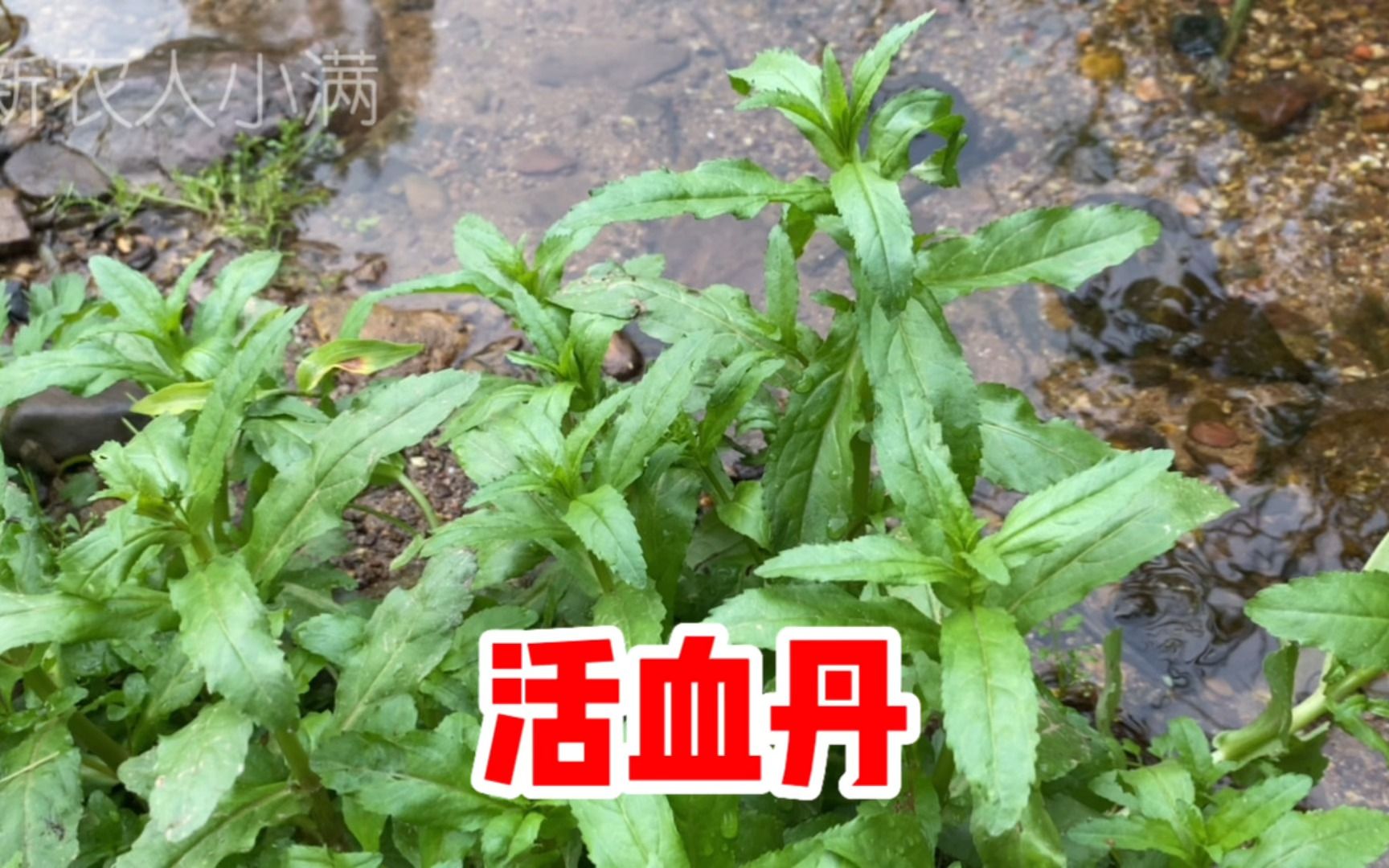 果实带虫瘿的水苦荬作用厉害了,号称“活血丹”,遇到挖些回家哔哩哔哩bilibili