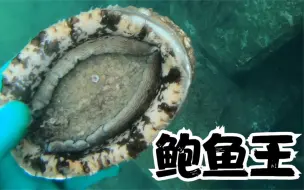 Tải video: 二哥海螺岛潜水走起，带你们来海底抓鲍鱼，个头真大今天必须发财