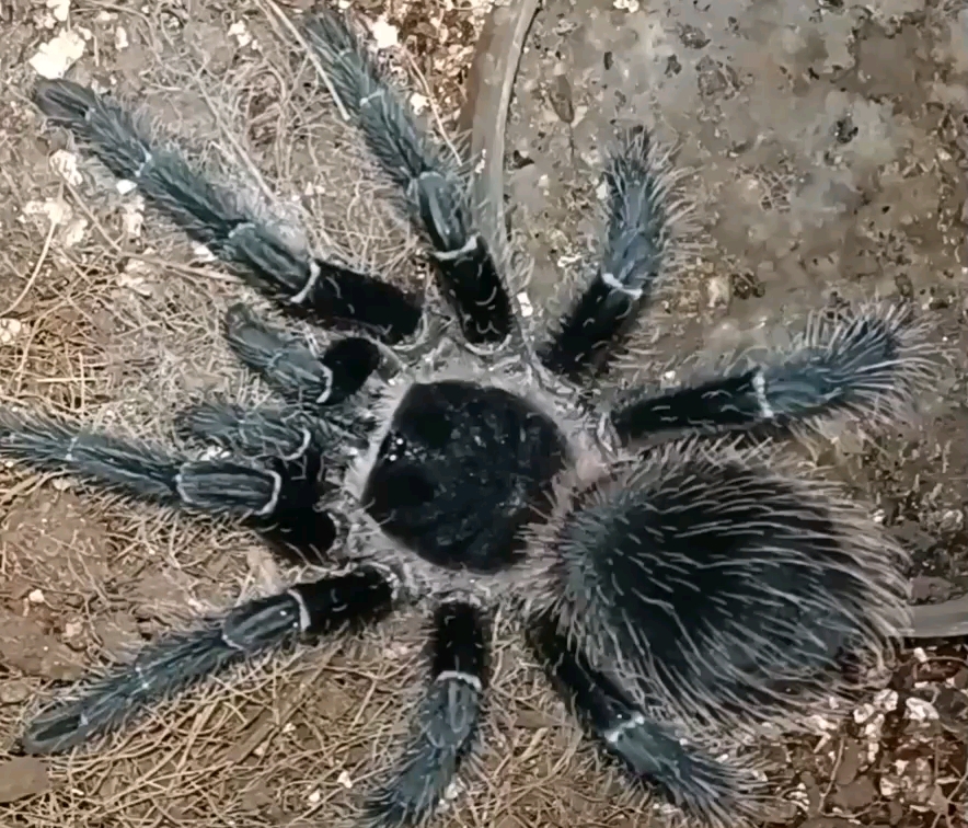 所罗门捕鸟蛛食杜比亚蟑螂