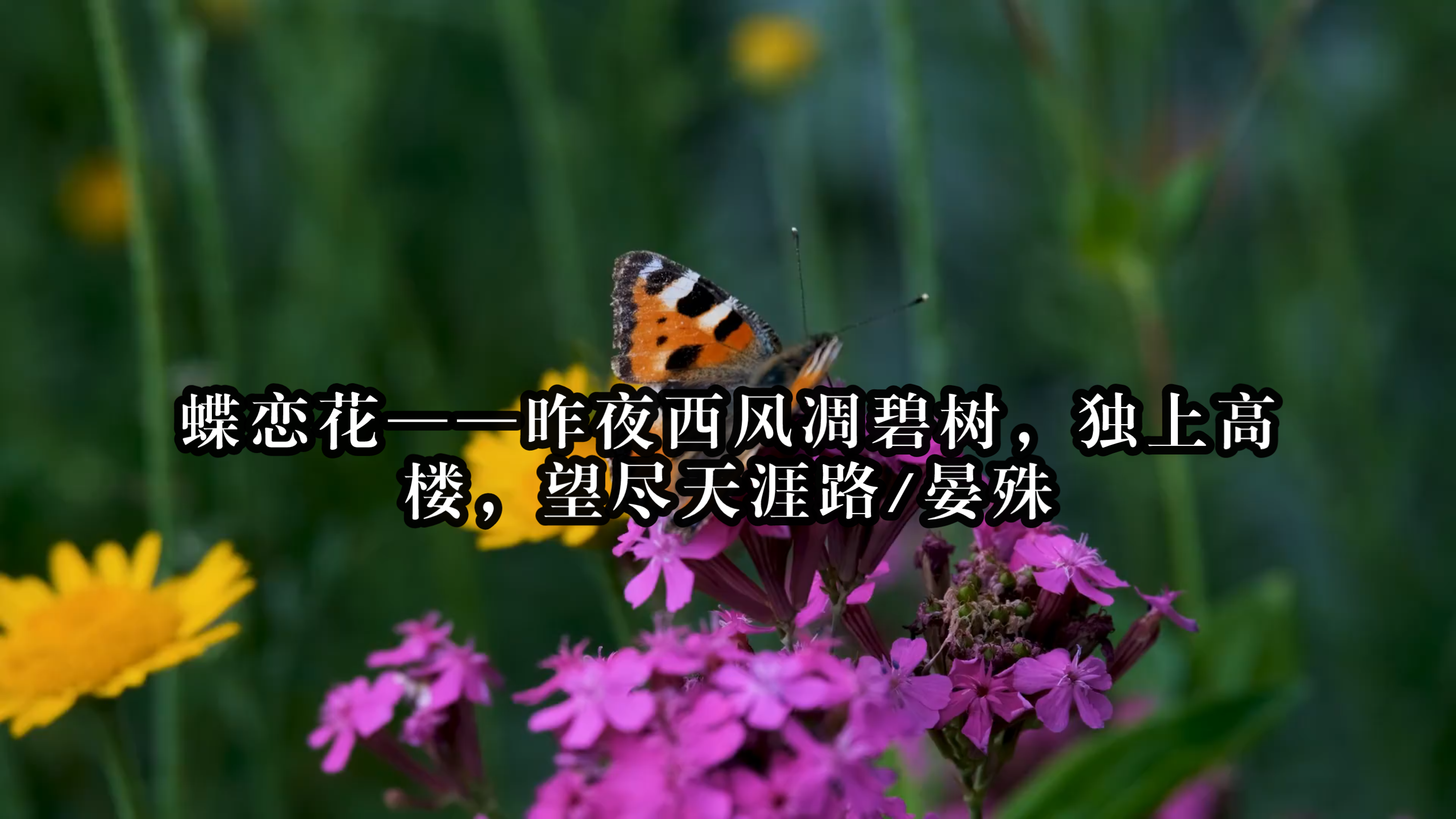 [图]蝶恋花：晏殊笔下的诗意世界