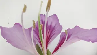 观察花的结构