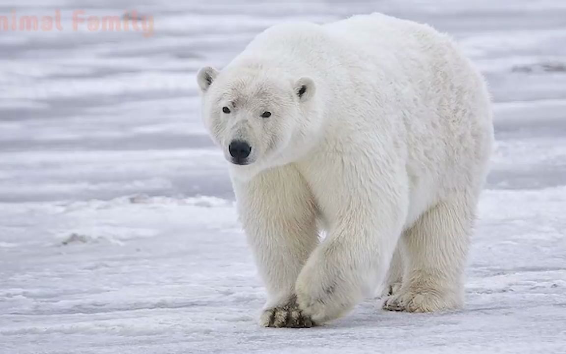 [图]Unit 7 Animal Sounds for Children (20 Amazing Animals)