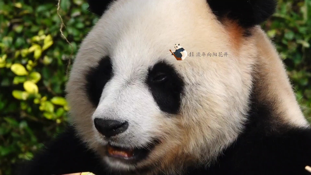 【大熊猫妙音】圆滚滚的小公主